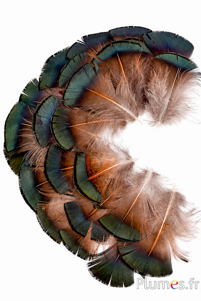 Goldfasan - 4-6 cm - natur-metallischgrün